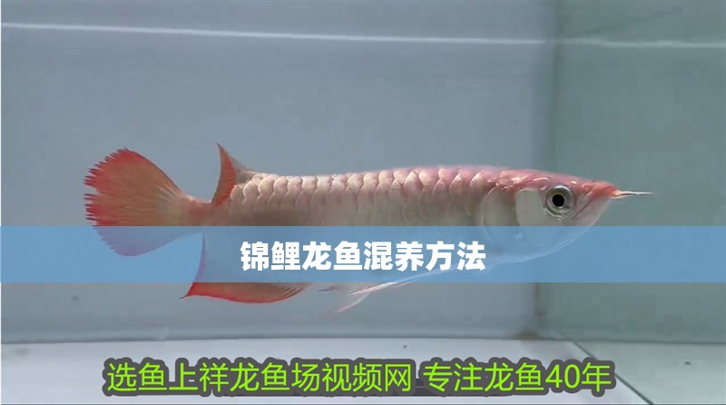 錦鯉龍魚混養方法