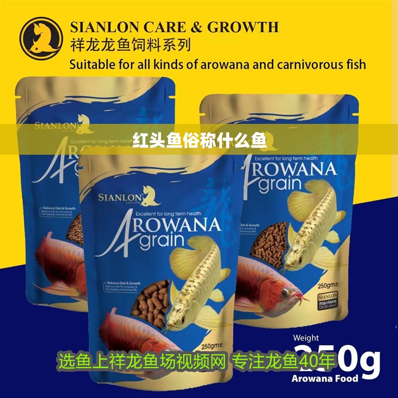 紅頭魚俗稱什么魚 紅頭魚俗稱什么魚 龍魚論壇
