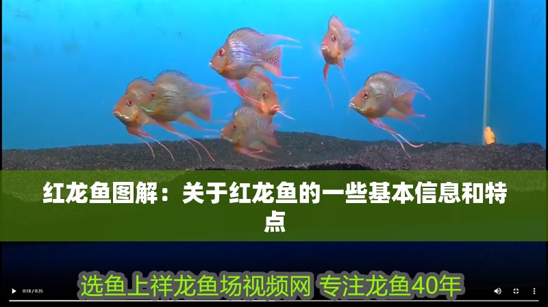 紅龍魚圖解：關于紅龍魚的一些基本信息和特點