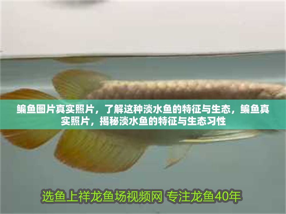 鳊魚圖片真實照片，了解這種淡水魚的特征與生態，鳊魚真實照片，揭秘淡水魚的特征與生態習性