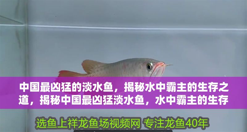 中國最兇猛的淡水魚，揭秘水中霸主的生存之道，揭秘中國最兇猛淡水魚，水中霸主的生存法則
