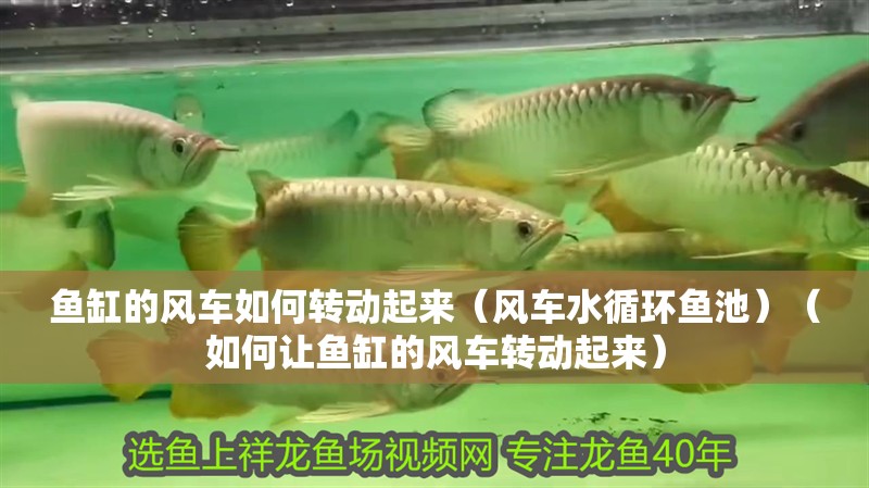 魚缸的風車如何轉動起來（風車水循環魚池）（如何讓魚缸的風車轉動起來）