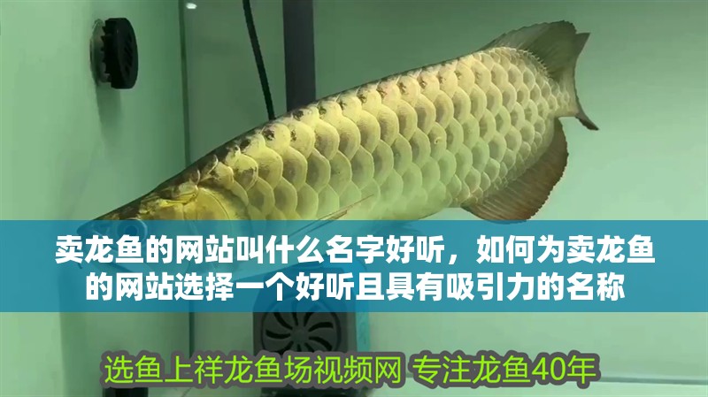 賣(mài)龍魚(yú)的網(wǎng)站叫什么名字好聽(tīng)，如何為賣(mài)龍魚(yú)的網(wǎng)站選擇一個(gè)好聽(tīng)且具有吸引力的名稱