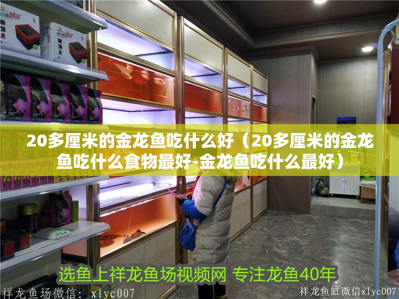 20多厘米的金龍魚吃什么好（20多厘米的金龍魚吃什么食物最好-金龍魚吃什么最好）