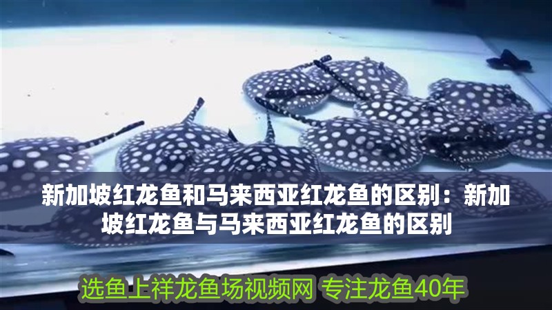 新加坡紅龍魚和馬來西亞紅龍魚的區(qū)別：新加坡紅龍魚與馬來西亞紅龍魚的區(qū)別