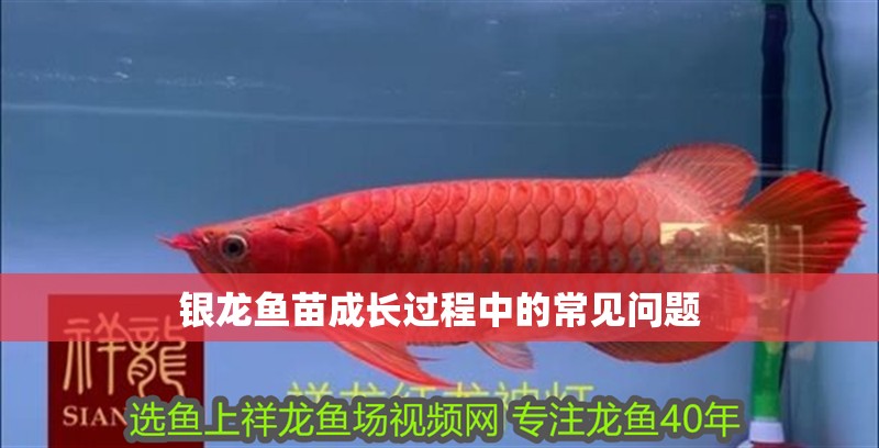 銀龍魚苗成長過程中的常見問題