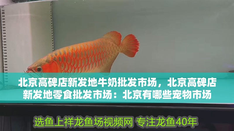 紅龍魚用黃燈烤有用嗎 北京高碑店新發地牛奶批發市場,北京高碑店新發地零食批發市場:北京有哪些寵物市場 魚缸百科 北京高碑店新發地牛奶批發市場,北京高碑店新發地零食批發市場:北京有哪些寵物市場 北京高碑店新發地牛奶批發市場,北京高碑店新發地零食批發市場:北京有哪些寵物市場 魚缸百科