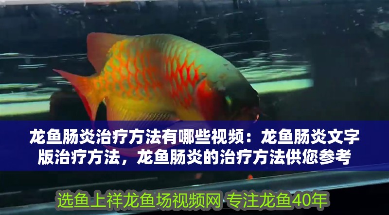 龍魚腸炎治療方法有哪些視頻：龍魚腸炎文字版治療方法，龍魚腸炎的治療方法供您參考