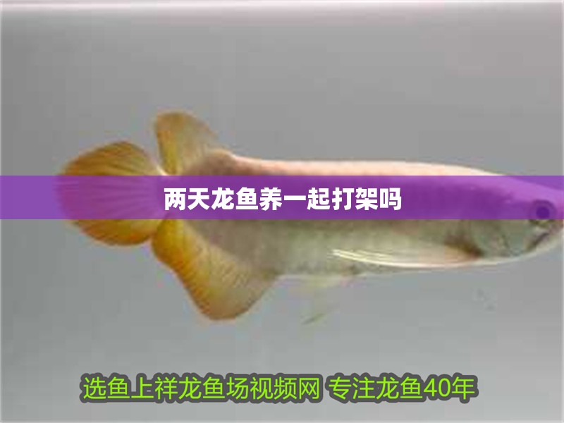 兩天龍魚養一起打架嗎