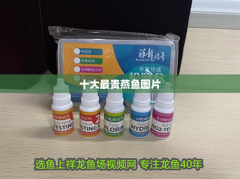 十大最貴燕魚圖片