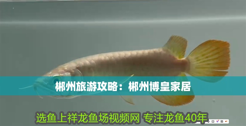 郴州旅游攻略：郴州博皇家居 郴州旅游攻略：郴州博皇家居 魚缸百科
