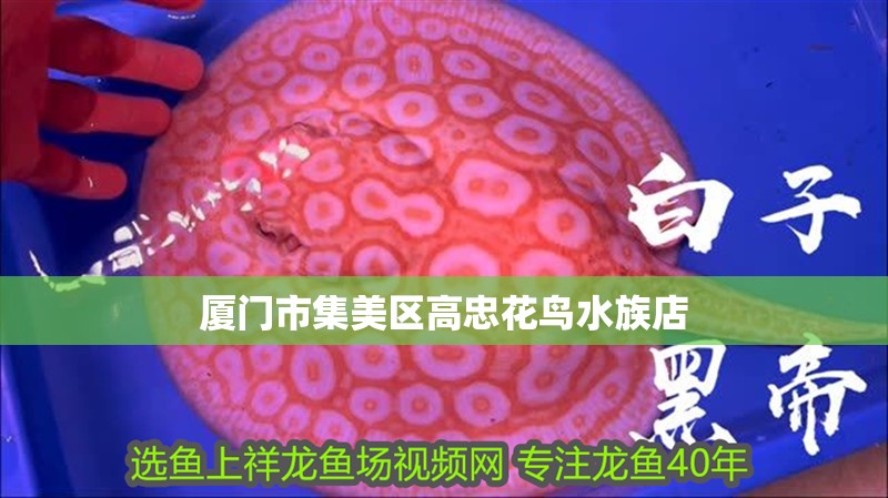 廈門市集美區(qū)高忠花鳥水族店