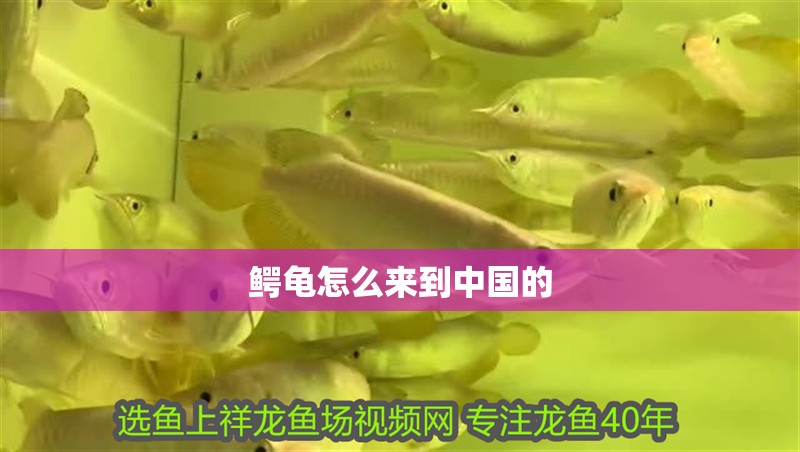 鱷龜怎么來到中國的