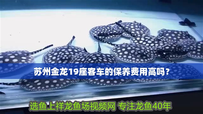 蘇州金龍19座客車的保養(yǎng)費用高嗎？