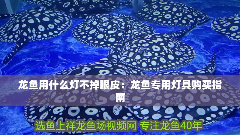 龍魚用什么燈不掉眼皮：龍魚專用燈具購(gòu)買指南