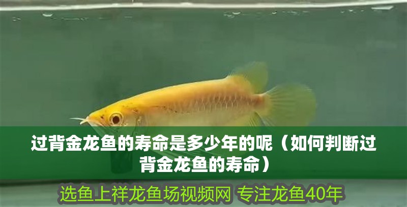 過背金龍魚的壽命是多少年的呢（如何判斷過背金龍魚的壽命）