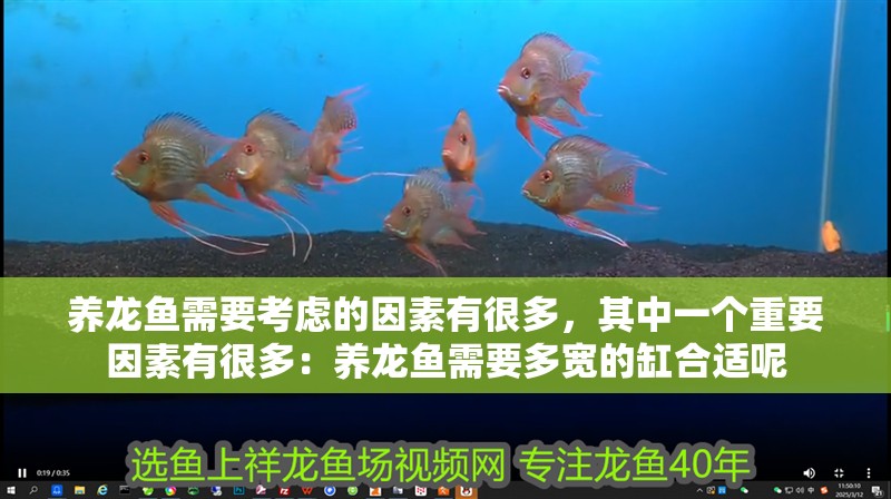 養(yǎng)龍魚需要考慮的因素有很多，其中一個(gè)重要因素有很多：養(yǎng)龍魚需要多寬的缸合適呢