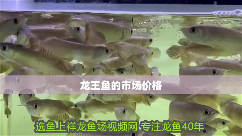 龍王魚的市場價格