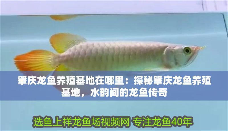 肇慶龍魚養殖基地在哪里：探秘肇慶龍魚養殖基地，水韻間的龍魚傳奇