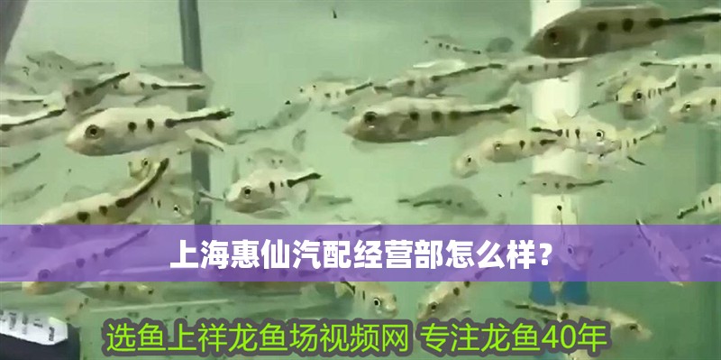 上海惠仙汽配經營部怎么樣？ 上海惠仙汽配經營部怎么樣？ 全國水族館企業名錄