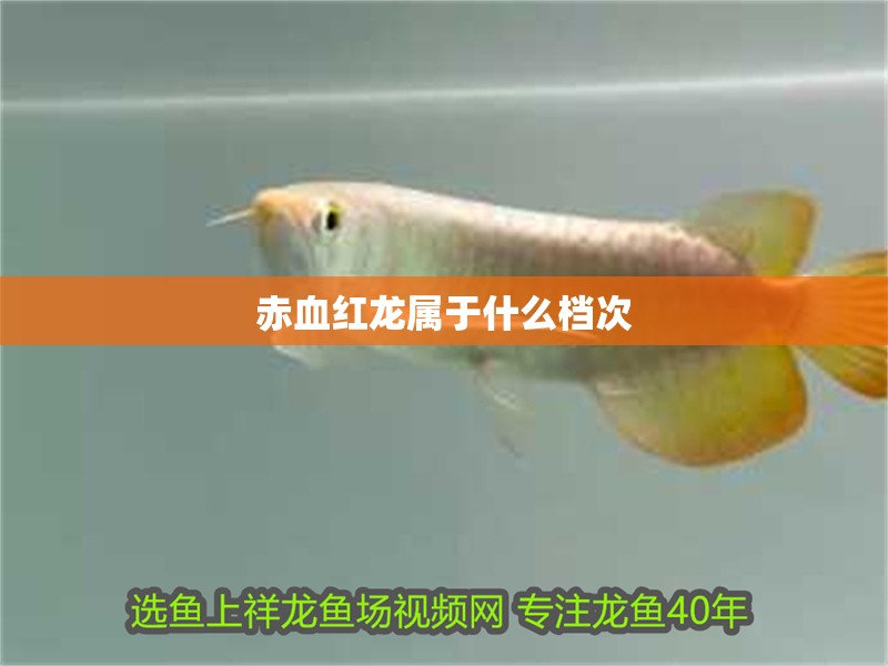 赤血紅龍屬于什么檔次
