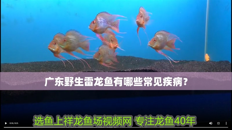 廣東野生雷龍魚有哪些常見疾病？