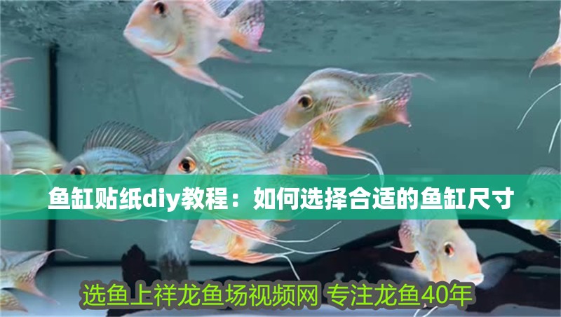 魚缸貼紙diy教程：如何選擇合適的魚缸尺寸