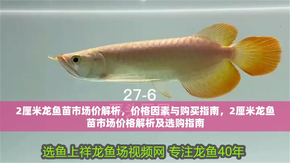 2厘米龍魚苗市場價解析,價格因素與購買指南,2厘米龍魚苗市場價格解析及選購指南 龍魚百科 第1張 2厘米龍魚苗市場價解析,價格因素與購買指南,2厘米龍魚苗市場價格解析及選購指南 2厘米龍魚苗市場價解析,價格因素與購買指南,2厘米龍魚苗市場價格解析及選購指南 龍魚百科 第1張