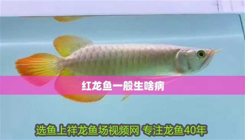 紅龍魚一般生啥病