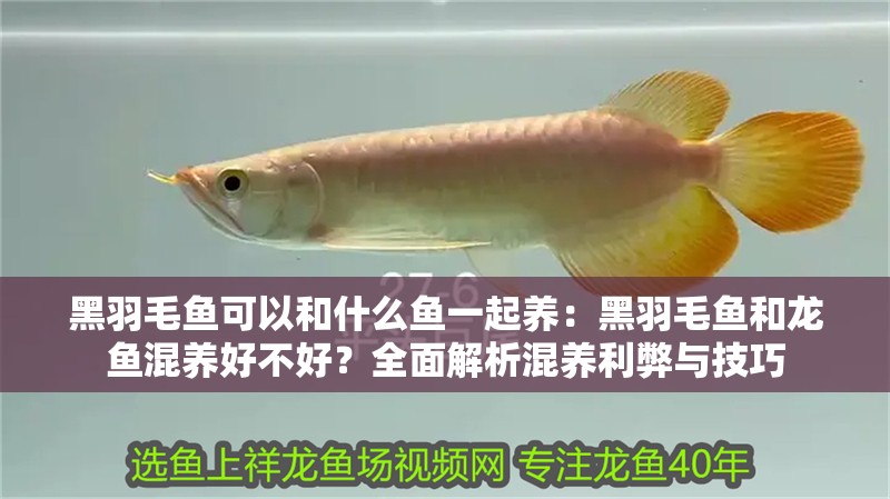 黑羽毛魚(yú)可以和什么魚(yú)一起養(yǎng)：黑羽毛魚(yú)和龍魚(yú)混養(yǎng)好不好？全面解析混養(yǎng)利弊與技巧