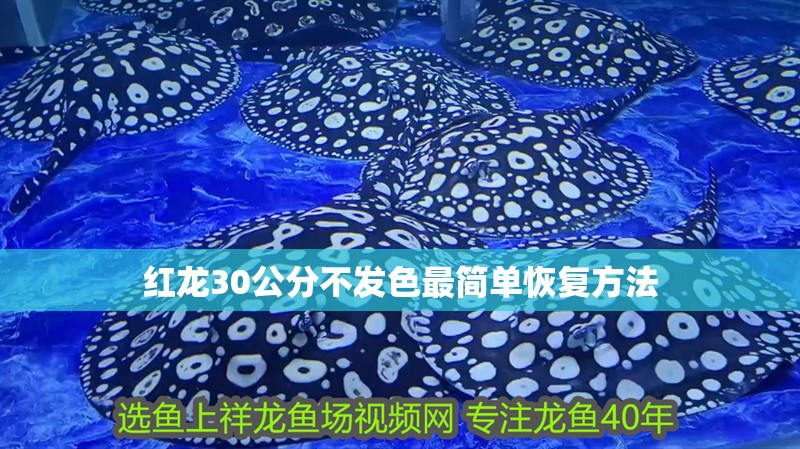 紅龍30公分不發(fā)色最簡單恢復方法