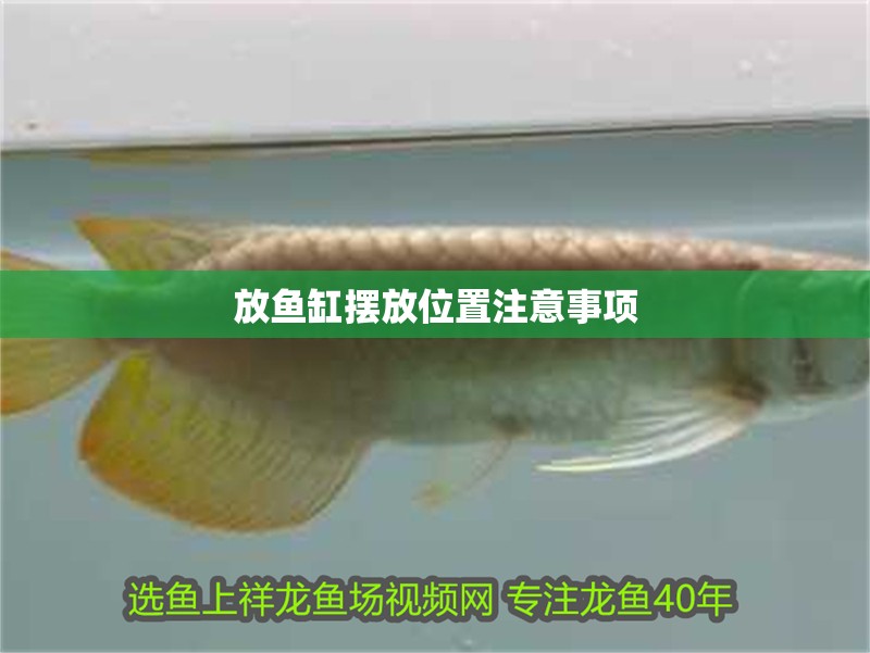 放魚缸擺放位置注意事項 放魚缸擺放位置注意事項 龍魚論壇
