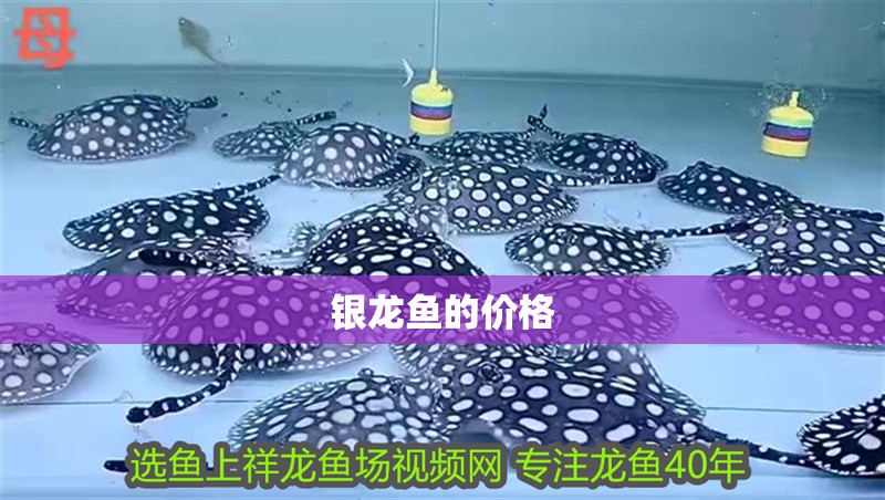 銀龍魚的價格 銀龍魚的價格 龍魚論壇