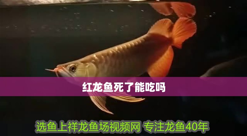 紅龍魚死了能吃嗎