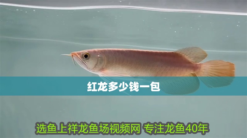 給大魚缸換水的作文:體驗(yàn)給大魚缸換水的樂趣:體驗(yàn)給大魚缸換水:給大魚缸換水的作文 紅龍多少錢一包 龍魚論壇 紅龍多少錢一包 紅龍多少錢一包 龍魚論壇