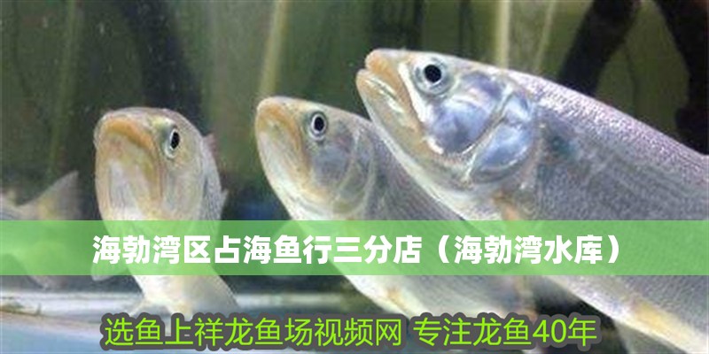 海勃灣區(qū)占海魚行三分店（海勃灣水庫）
