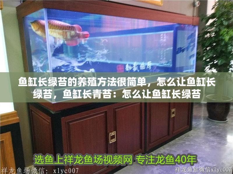 魚缸長綠苔的養殖方法很簡單，怎么讓魚缸長綠苔，魚缸長青苔：怎么讓魚缸長綠苔