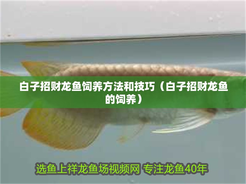 白子招財龍魚飼養(yǎng)方法和技巧（白子招財龍魚的飼養(yǎng)）