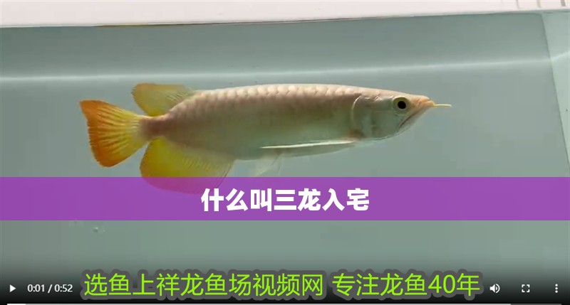 什么叫三龍入宅