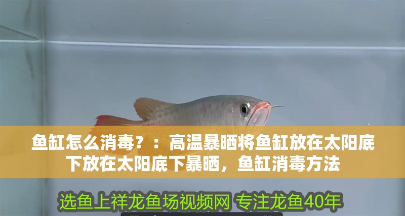 魚(yú)缸怎么消毒？：高溫暴曬將魚(yú)缸放在太陽(yáng)底下放在太陽(yáng)底下暴曬，魚(yú)缸消毒方法 魚(yú)缸怎么消毒？：高溫暴曬將魚(yú)缸放在太陽(yáng)底下放在太陽(yáng)底下暴曬，魚(yú)缸消毒方法 魚(yú)缸百科