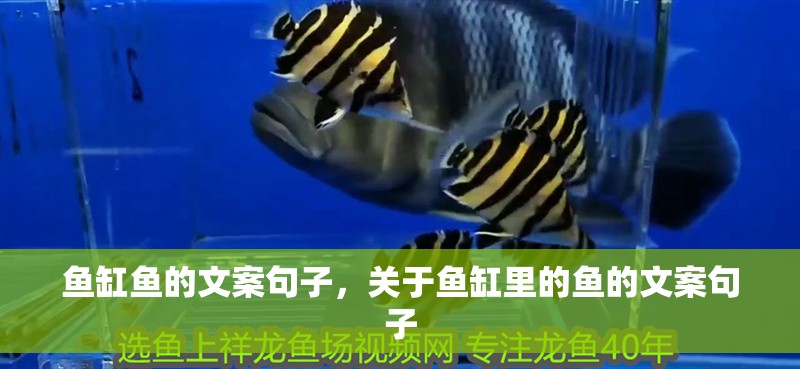 魚缸魚的文案句子，關于魚缸里的魚的文案句子