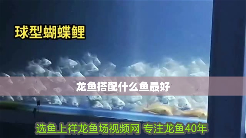 龍魚搭配什么魚最好