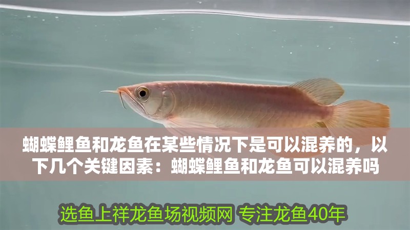 蝴蝶鯉魚和龍魚在某些情況下是可以混養的，以下幾個關鍵因素：蝴蝶鯉魚和龍魚可以混養嗎