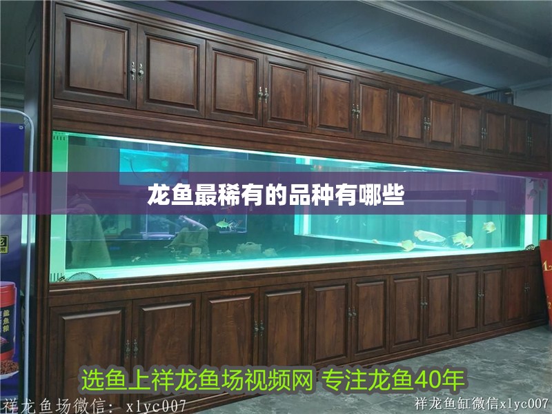 龍魚(yú)最稀有的品種有哪些