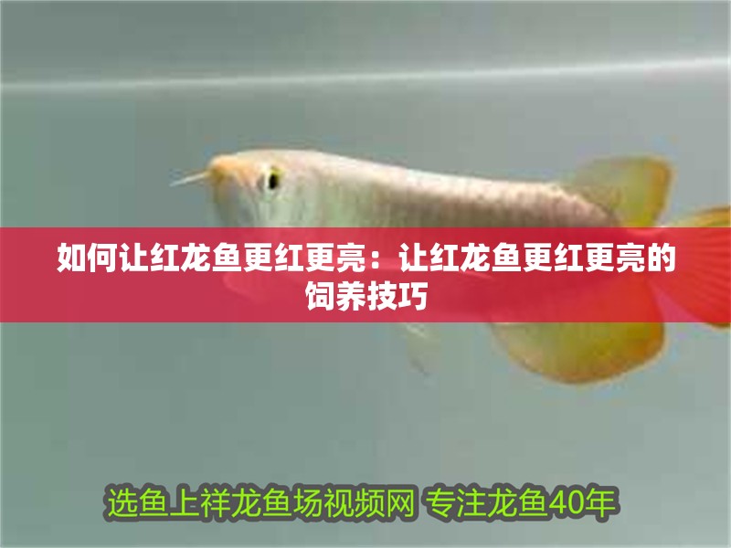 如何讓紅龍魚更紅更亮：讓紅龍魚更紅更亮的飼養技巧