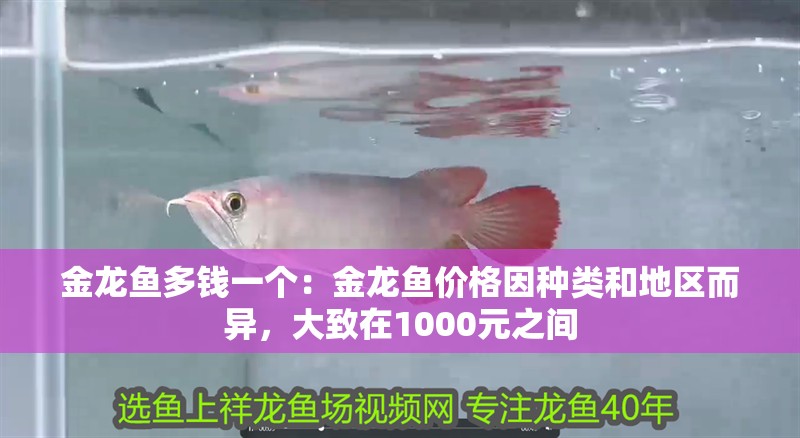 金龍魚多錢一個：金龍魚價格因種類和地區而異，大致在1000元之間