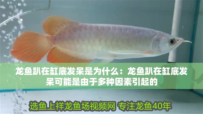龍魚趴在缸底發呆是為什么：龍魚趴在缸底發呆可能是由于多種因素引起的