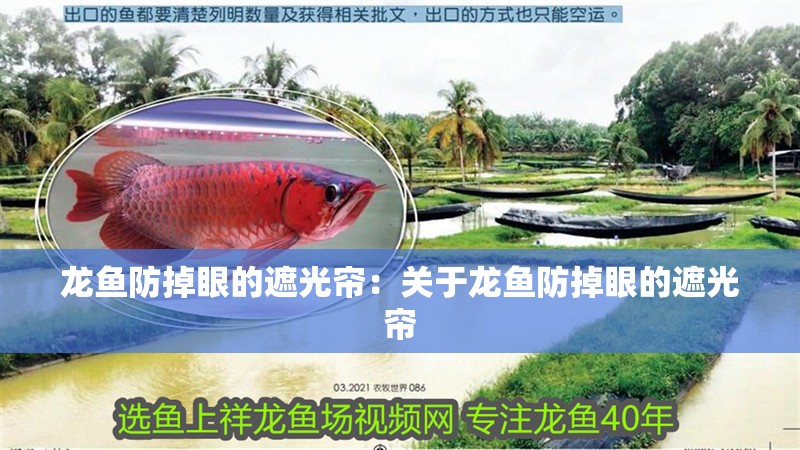 龍魚防掉眼的遮光簾：關于龍魚防掉眼的遮光簾