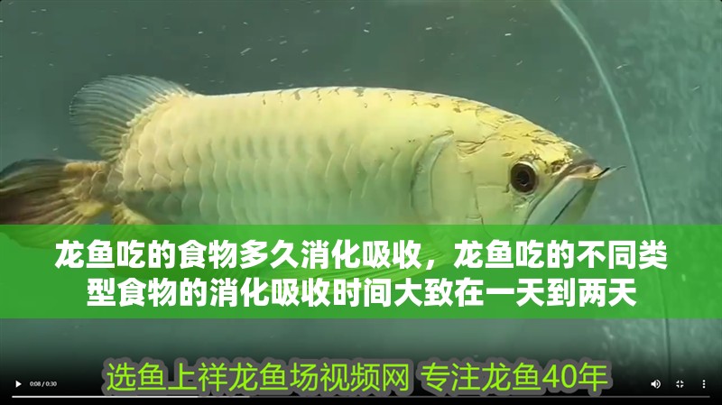 龍魚吃的食物多久消化吸收，龍魚吃的不同類型食物的消化吸收時間大致在一天到兩天
