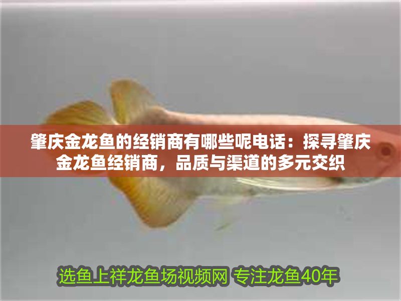 肇慶金龍魚的經銷商有哪些呢電話：探尋肇慶金龍魚經銷商，品質與渠道的多元交織